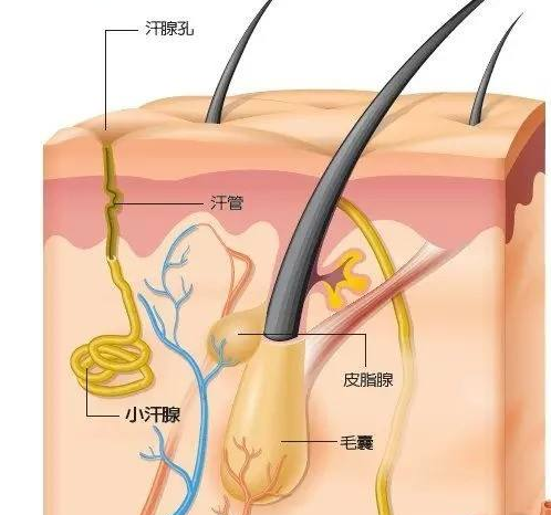 面部脱毛的方法会有些什么