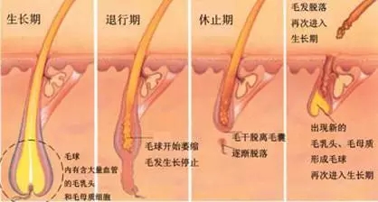 秋季脱毛好处