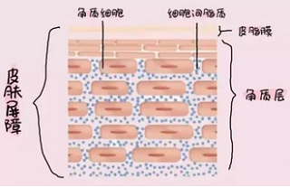 皮肤各种层