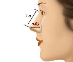 鼻子高度影响立体