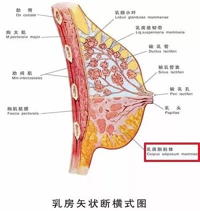 乳房的构成结构组织