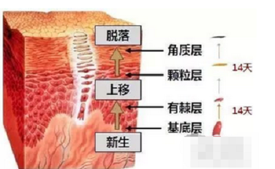 红血丝产生的原因
