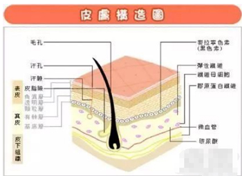 玻尿酸在我们人体之中