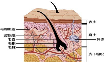 皮肤的结构层次