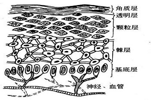 复合彩光嫩肤的效果好不好