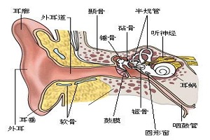 副耳切除 美丽勿需忍受瑕疵